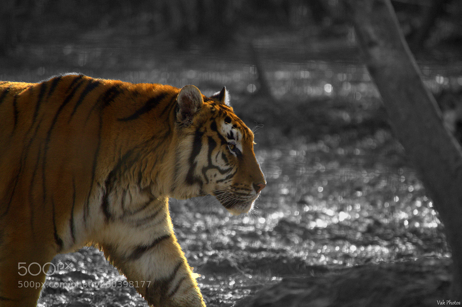 Nikon D3100 sample photo. Tiger photography