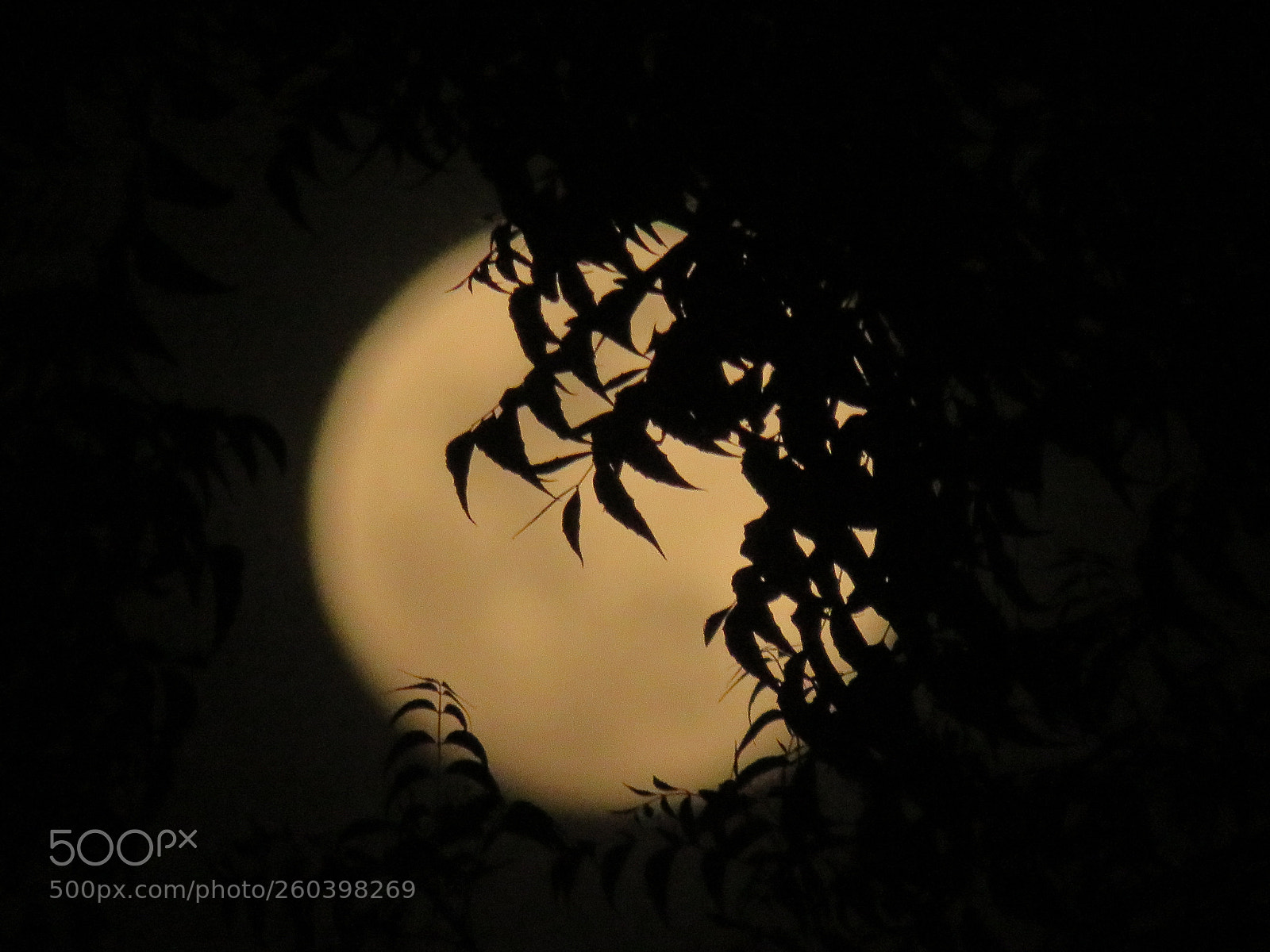 Canon PowerShot SX540 HS sample photo. Blurred full moon photography