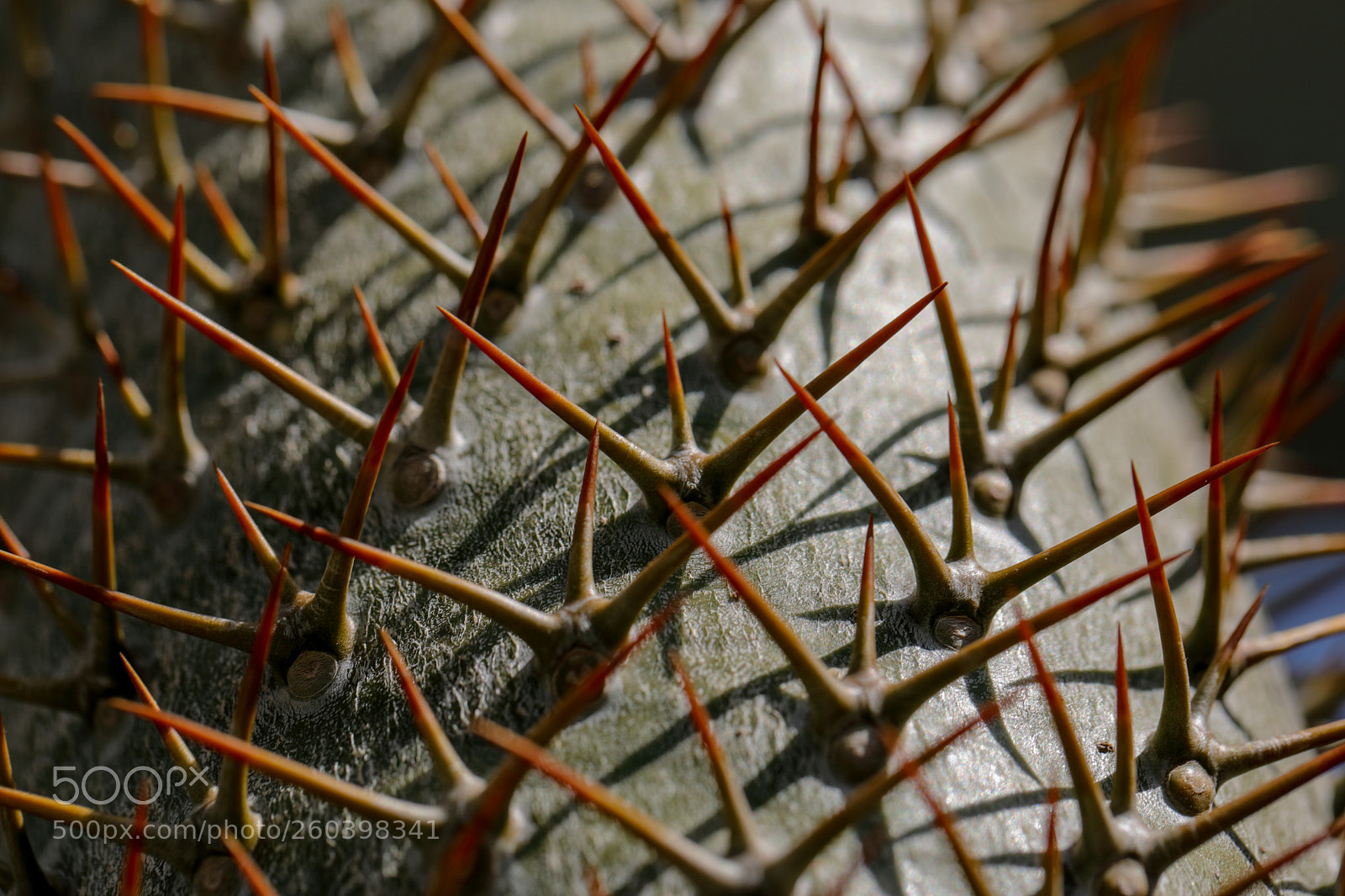 Canon EOS 5D Mark IV sample photo. Thorns photography