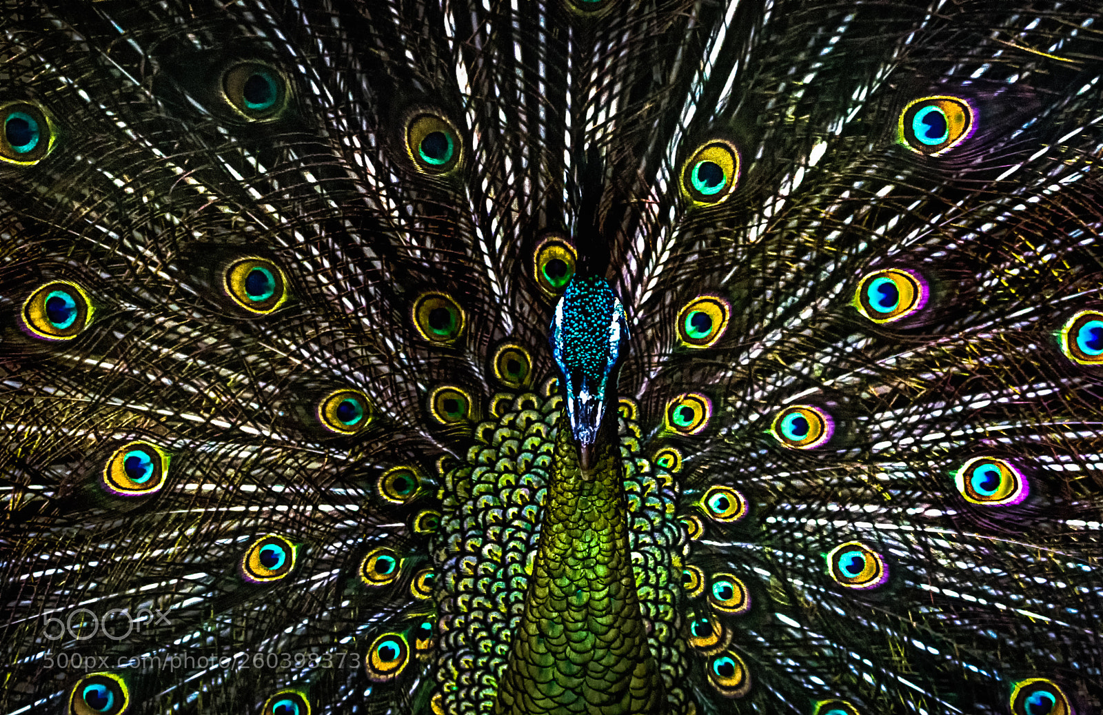 Nikon D3200 sample photo. My feathers photography