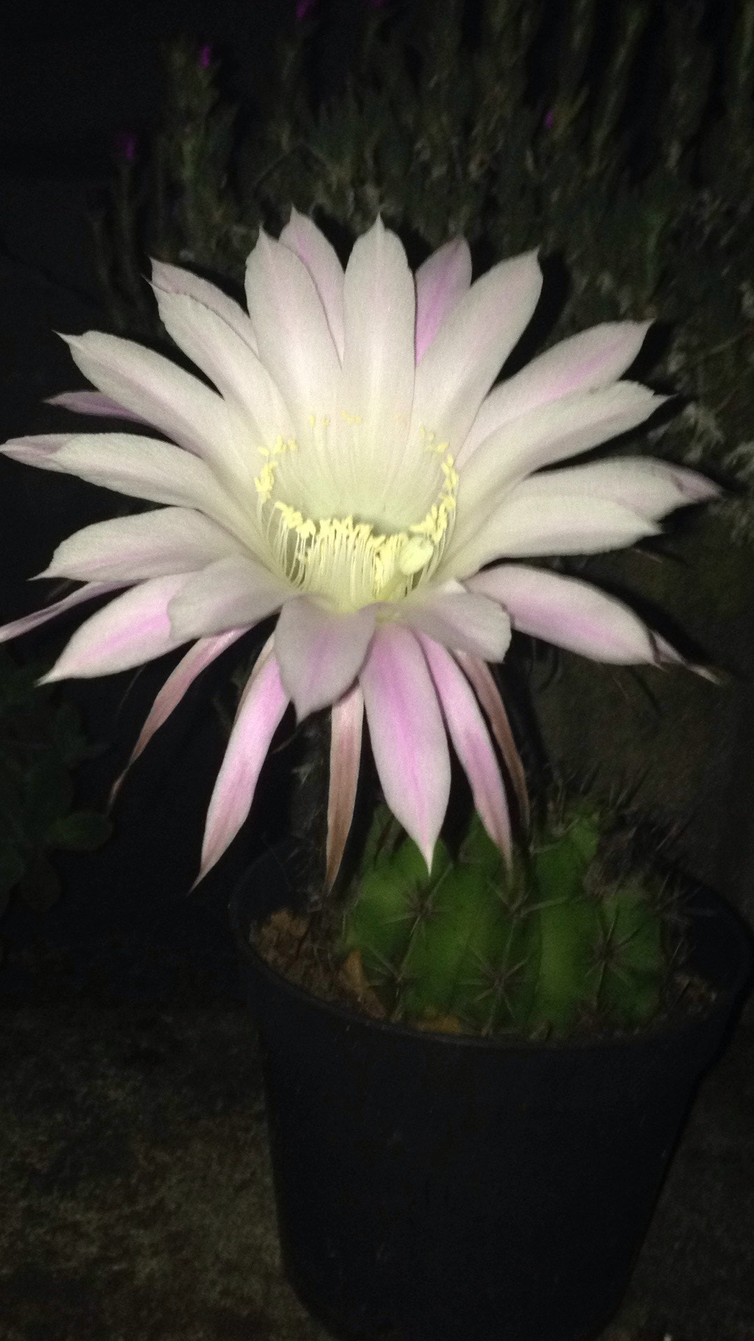 Apple iPhone 5c sample photo. Flower photography
