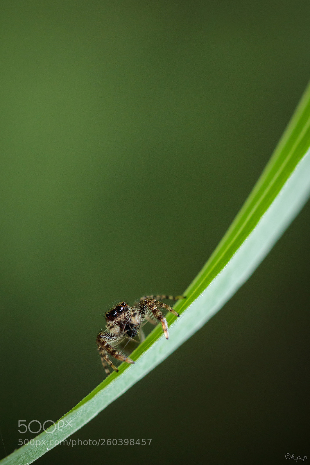 Canon EOS 80D sample photo. Jumping spider photography