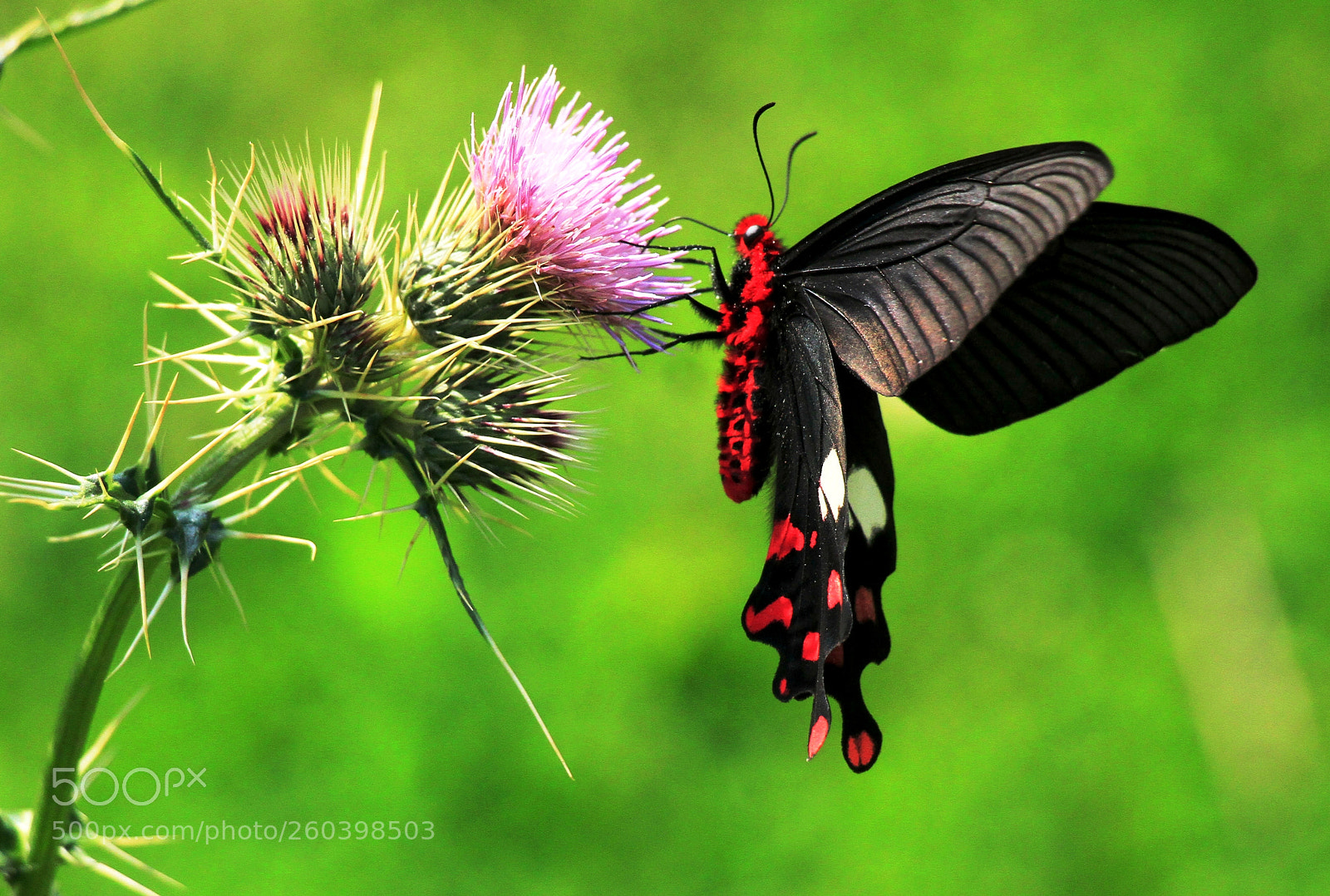 Canon EOS 7D sample photo. Rose windmill st butterfly photography