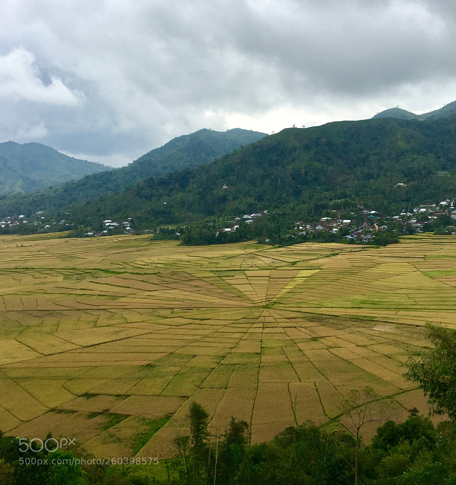 Apple iPhone 6s Plus sample photo. Spiderweb rice fields photography