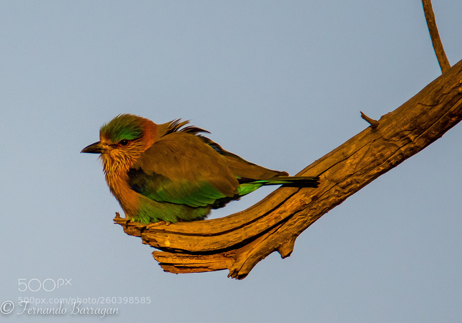 Nikon D500 sample photo. Indian roller photography