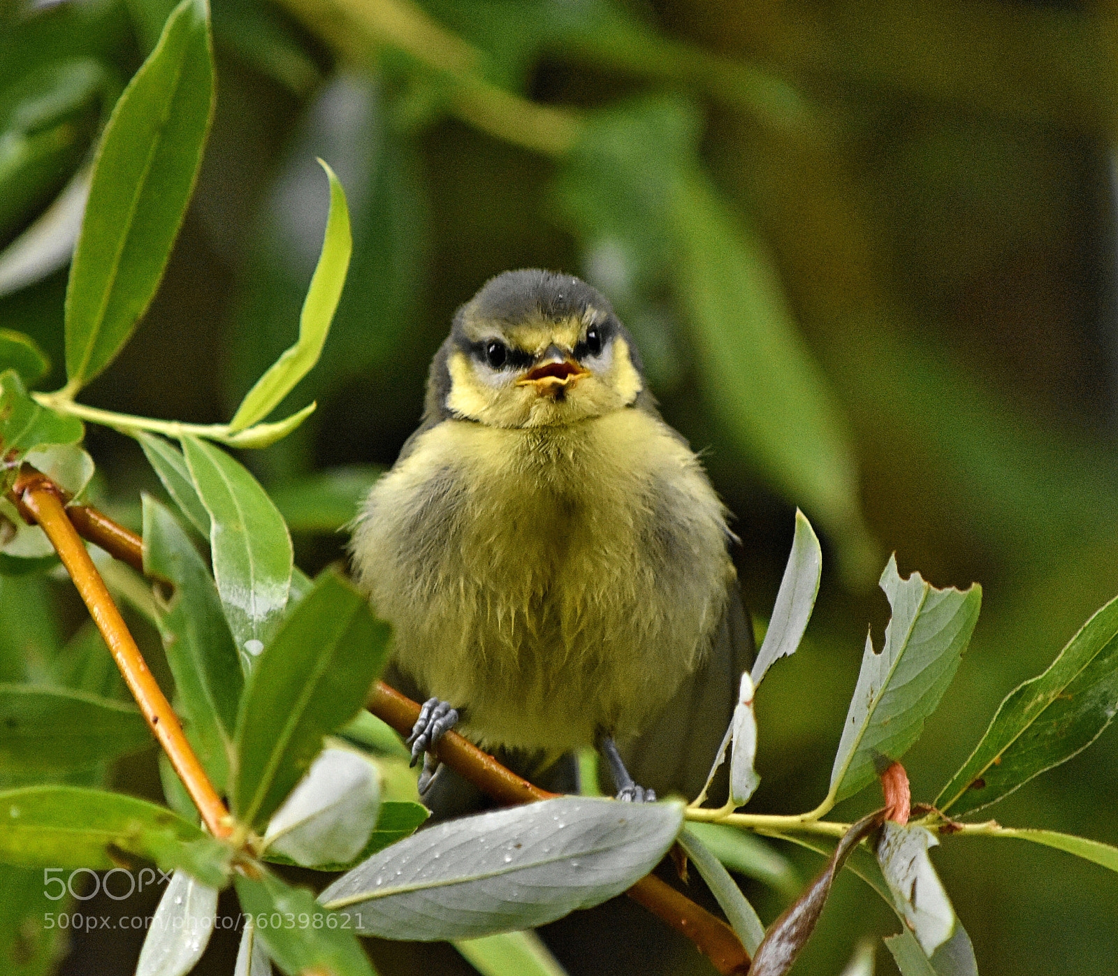 Nikon D3400 sample photo. Tiny fledgling ? photography