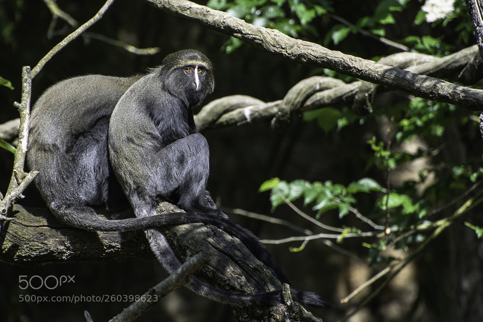 Nikon D750 sample photo. Cercopith que t te photography