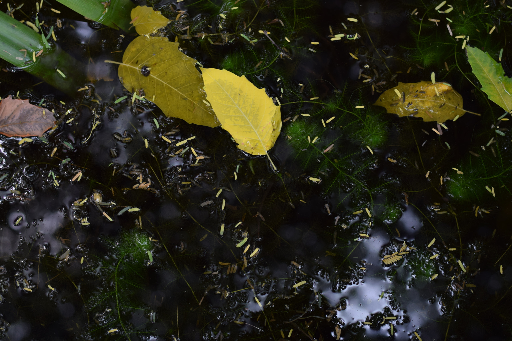 Nikon AF-S Nikkor 50mm F1.8G sample photo. Stationary water photography