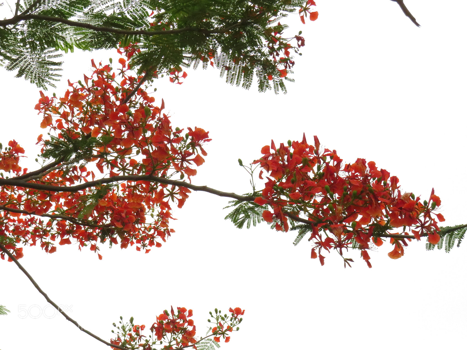 Canon PowerShot SX540 HS sample photo. Red, green and white photography