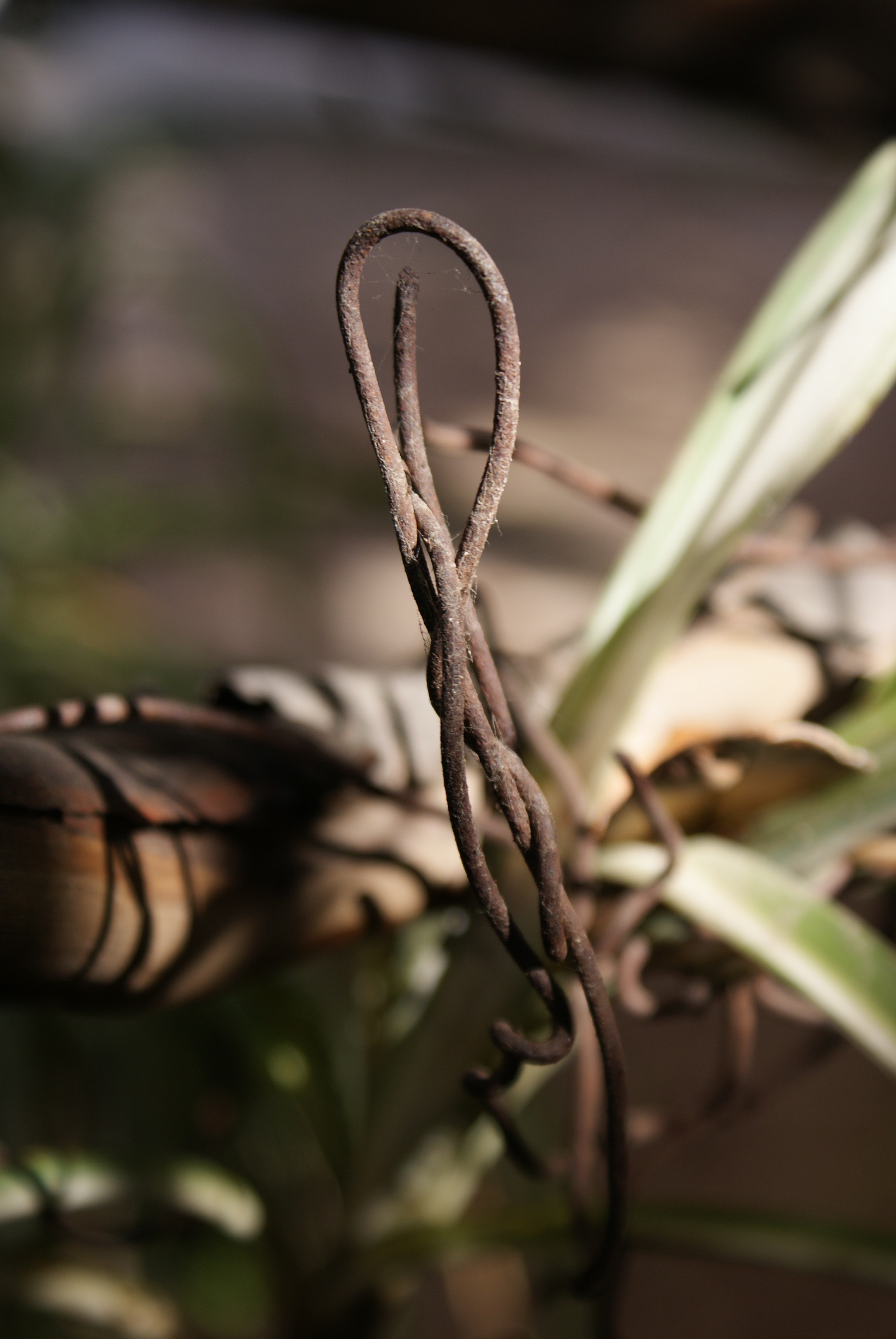 Sony DT 18-70mm F3.5-5.6 sample photo. Alambre photography