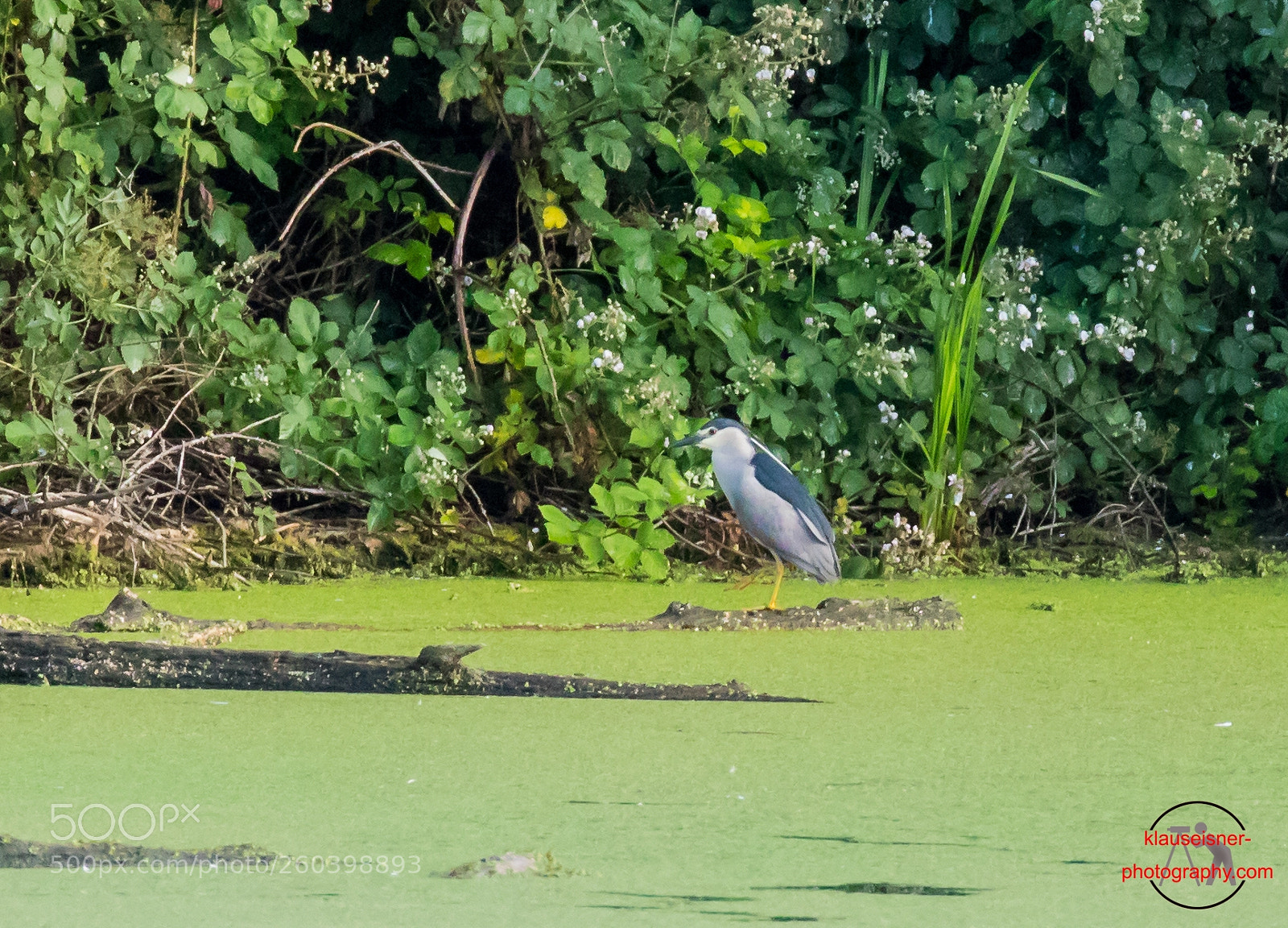 Canon EOS 5D Mark IV sample photo. Nachtreiher (nycticorax nycticorax) photography