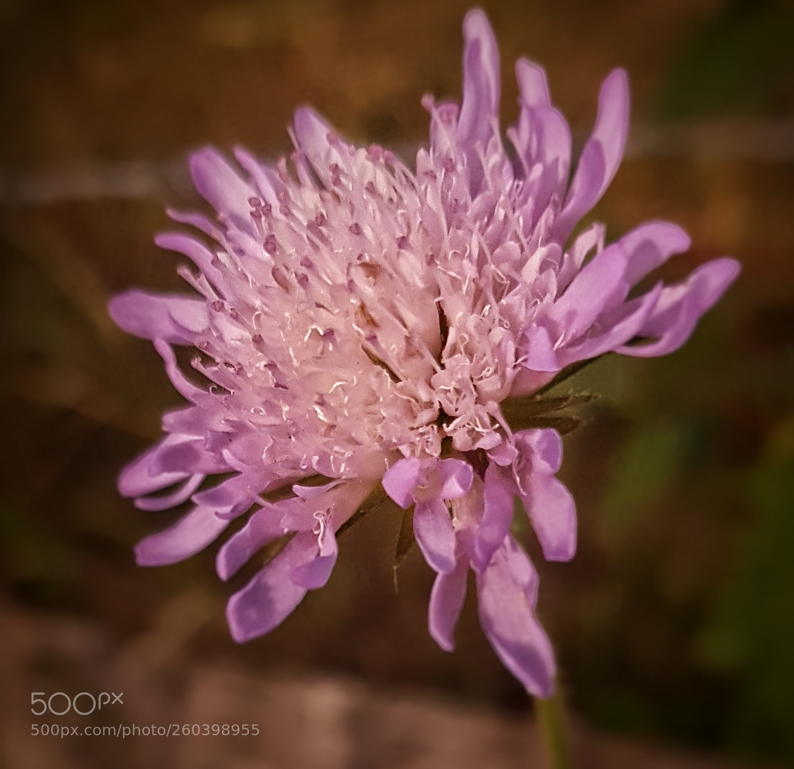 Samsung Galaxy S7 sample photo. Pink photography
