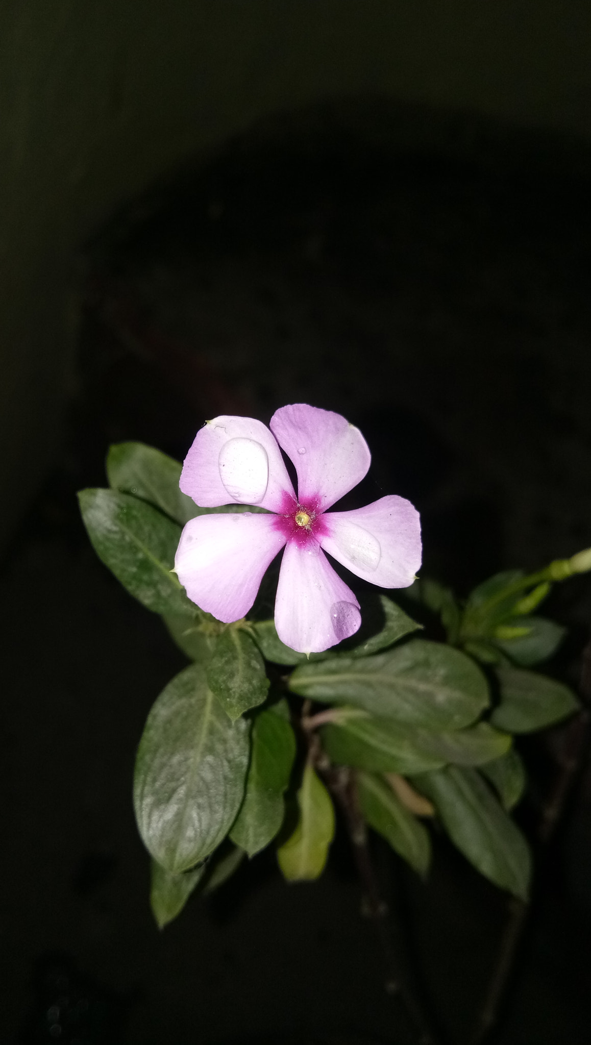 vivo 1601 sample photo