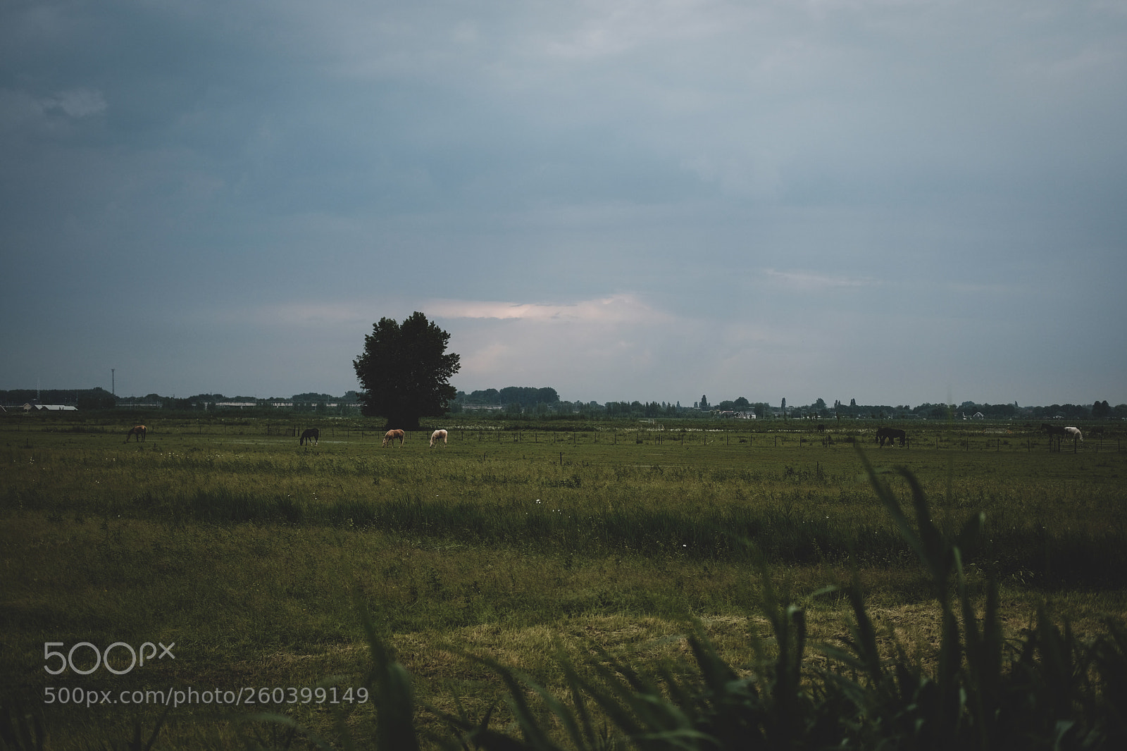 Fujifilm X-Pro2 sample photo. Horses photography