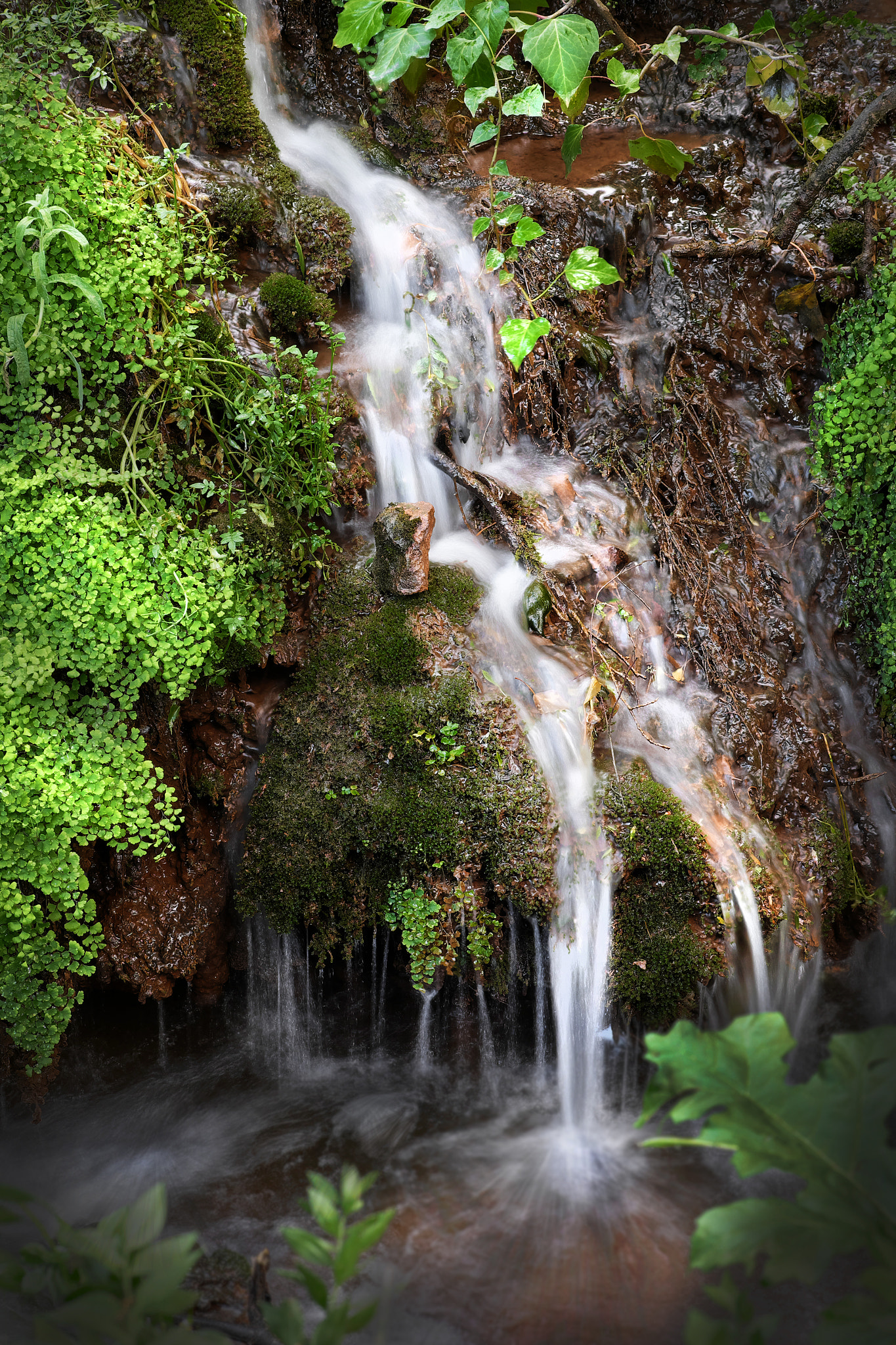 Fujifilm X-M1 sample photo. Venus hair fern - little waterfall photography