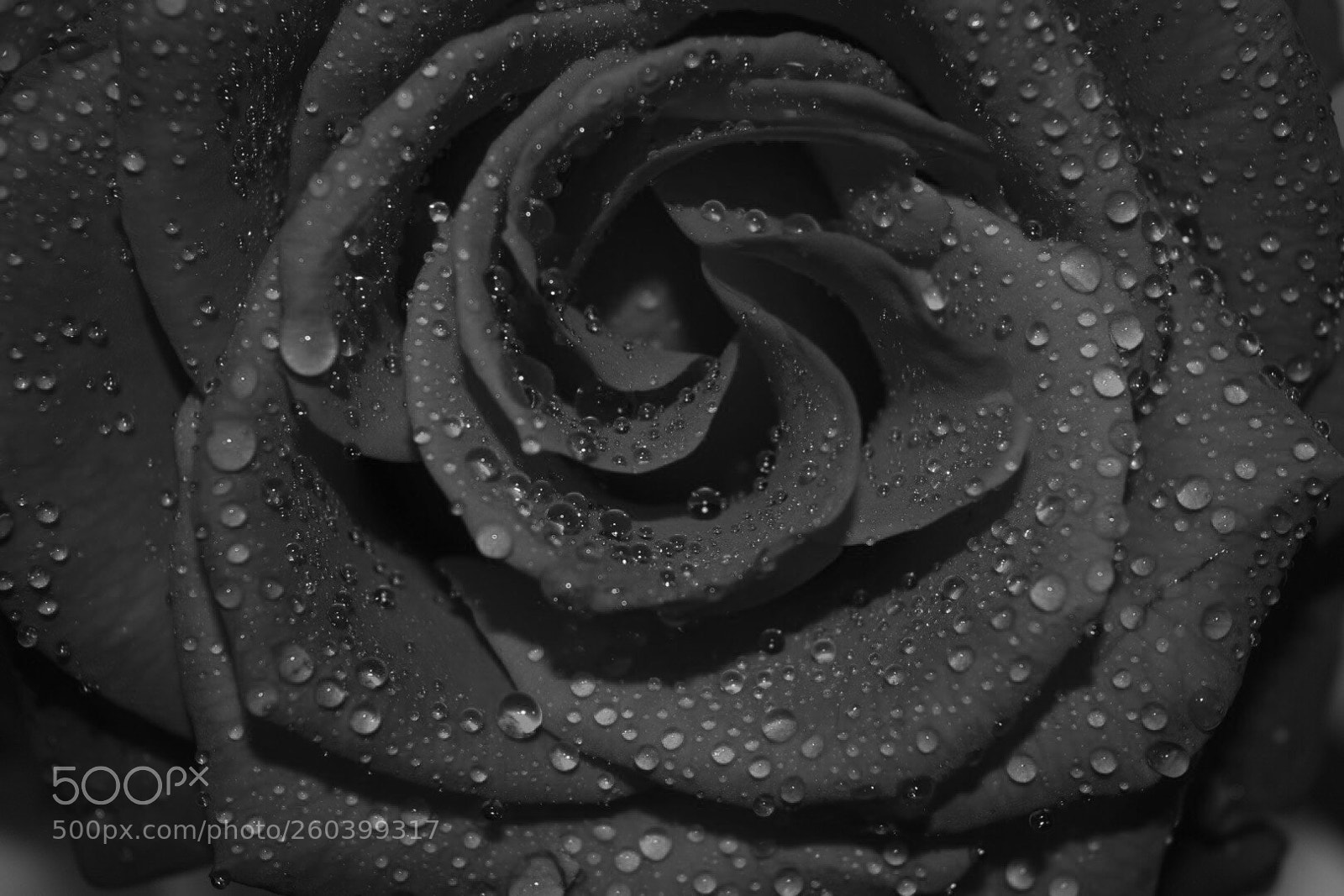 Nikon D3300 sample photo. Untitled photography
