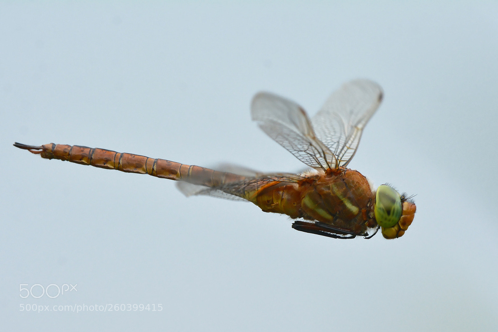 Nikon D7100 sample photo. Dragonfly photography