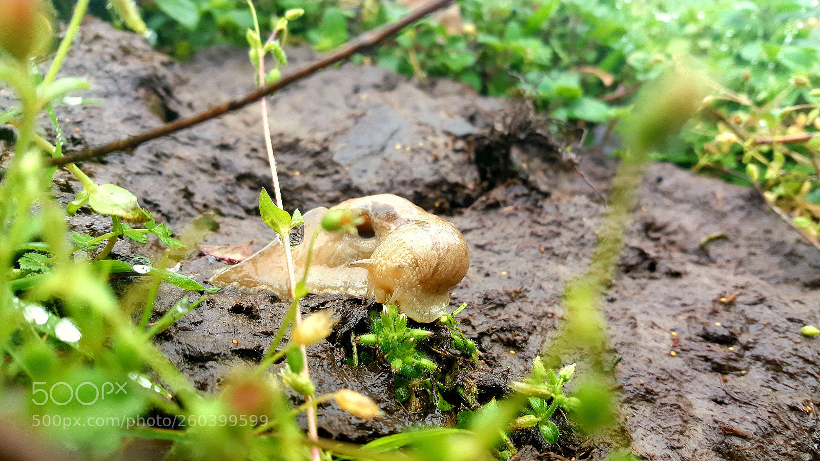 Samsung Galaxy Note5 sample photo. Snail photography