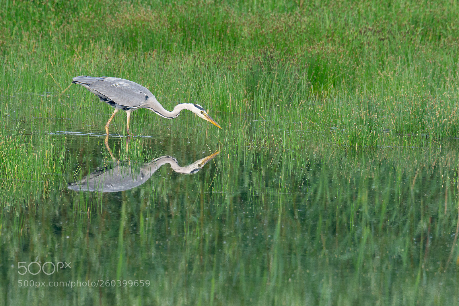 Nikon D7200 sample photo. Blauwereiger photography