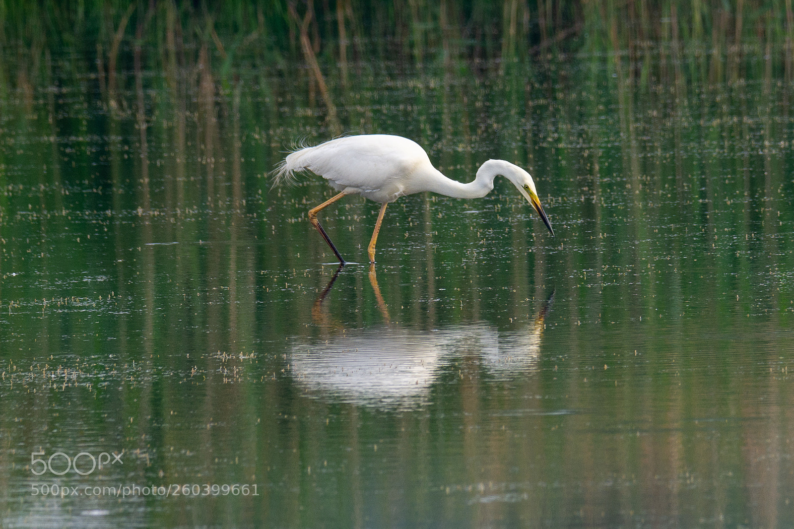 Nikon D7200 sample photo. Grote zilverreiger photography