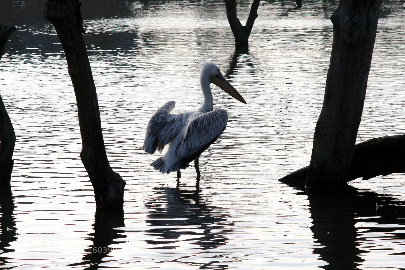Canon EOS 400D (EOS Digital Rebel XTi / EOS Kiss Digital X) sample photo. Solitary pelican at dusk photography