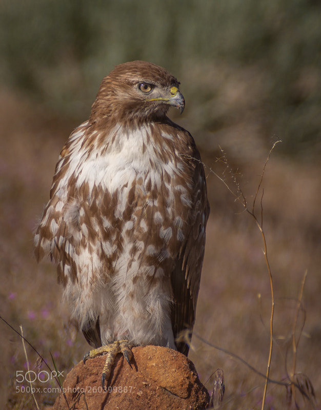 Nikon D7200 sample photo. Spring red tailed hawk photography