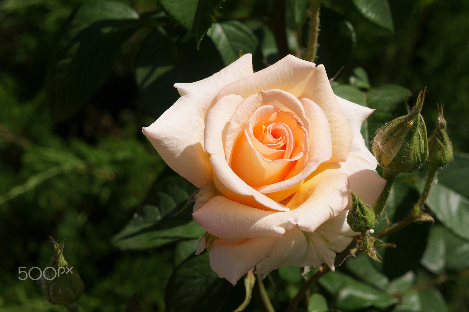 Sony Alpha NEX-5 sample photo. A pink rose is a symbol of summer. photography