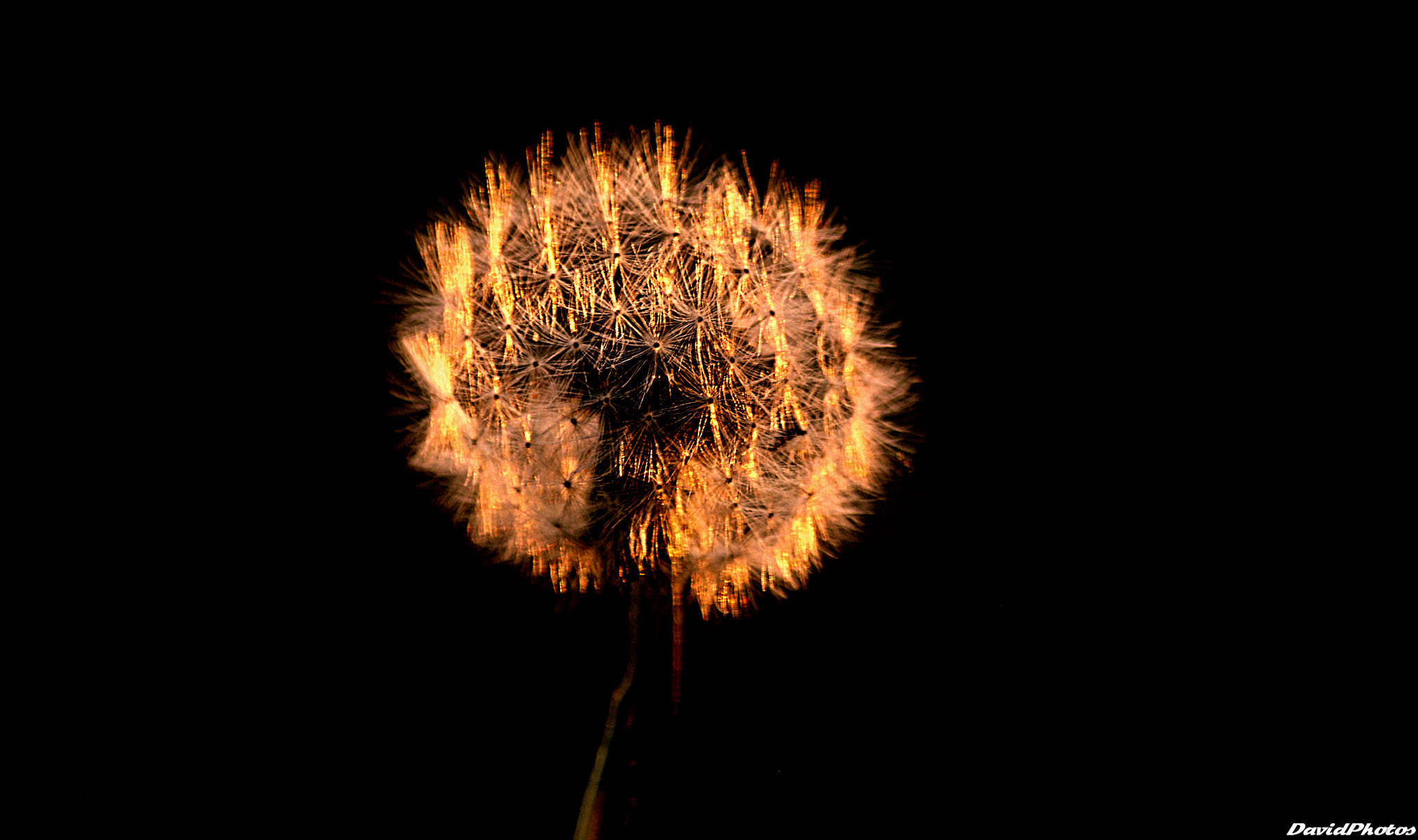 Nikon D2Xs + Sigma 70-300mm F4-5.6 APO Macro Super II sample photo. Flower photography