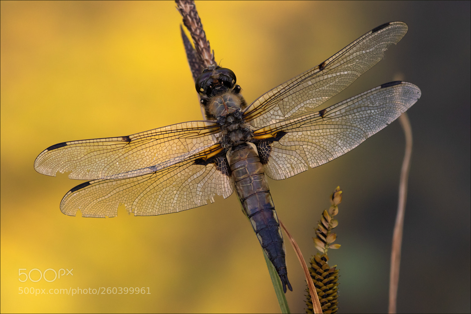 Canon EOS 7D Mark II sample photo. Dragon-fly photography