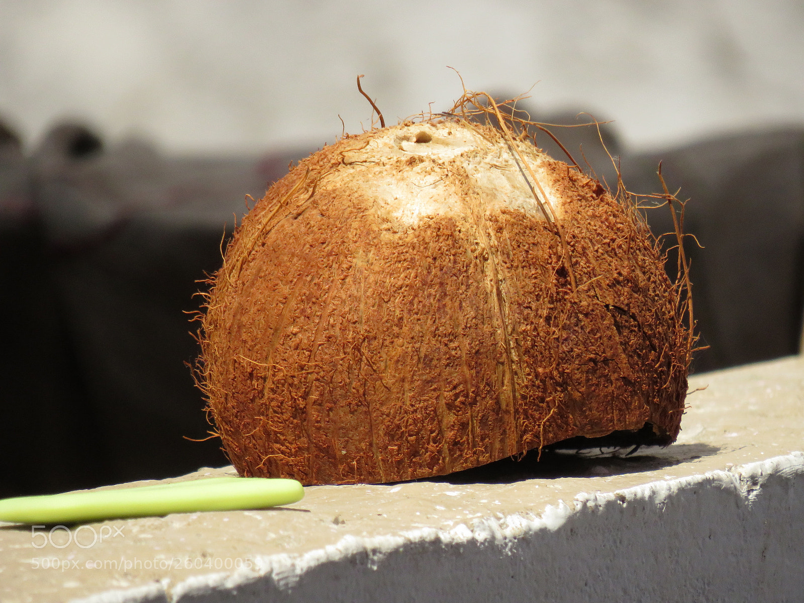 Canon PowerShot SX540 HS sample photo. Kobbari chippa photography