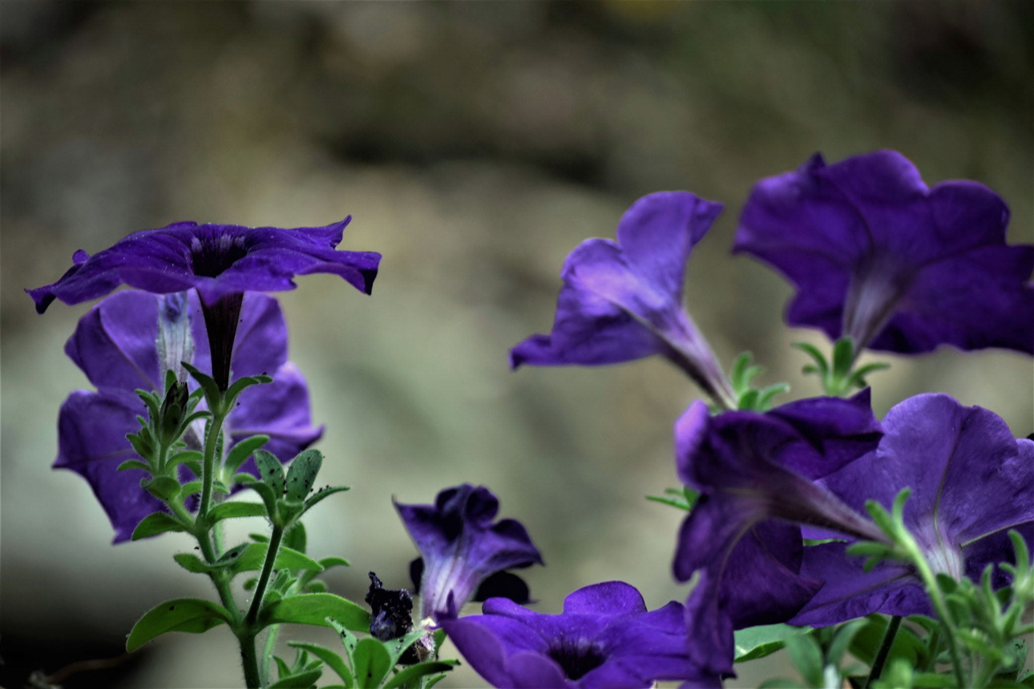Nikon D5300 sample photo. "...vibrations in the soul." photography