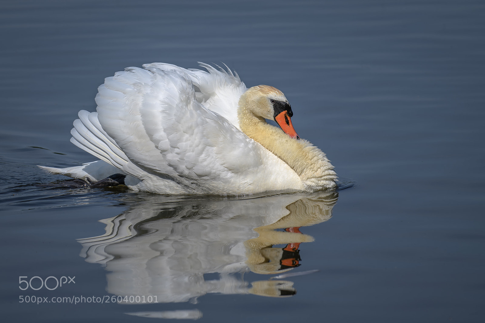 Nikon D850 sample photo. Stolzer schwan photography