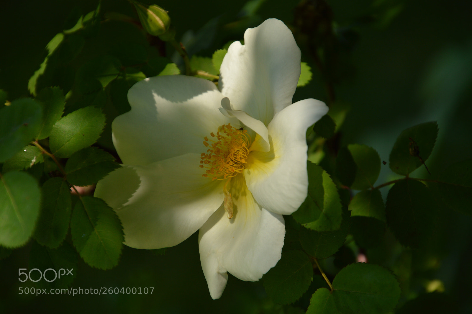 Nikon D3200 sample photo. Rayon de soleil…... photography