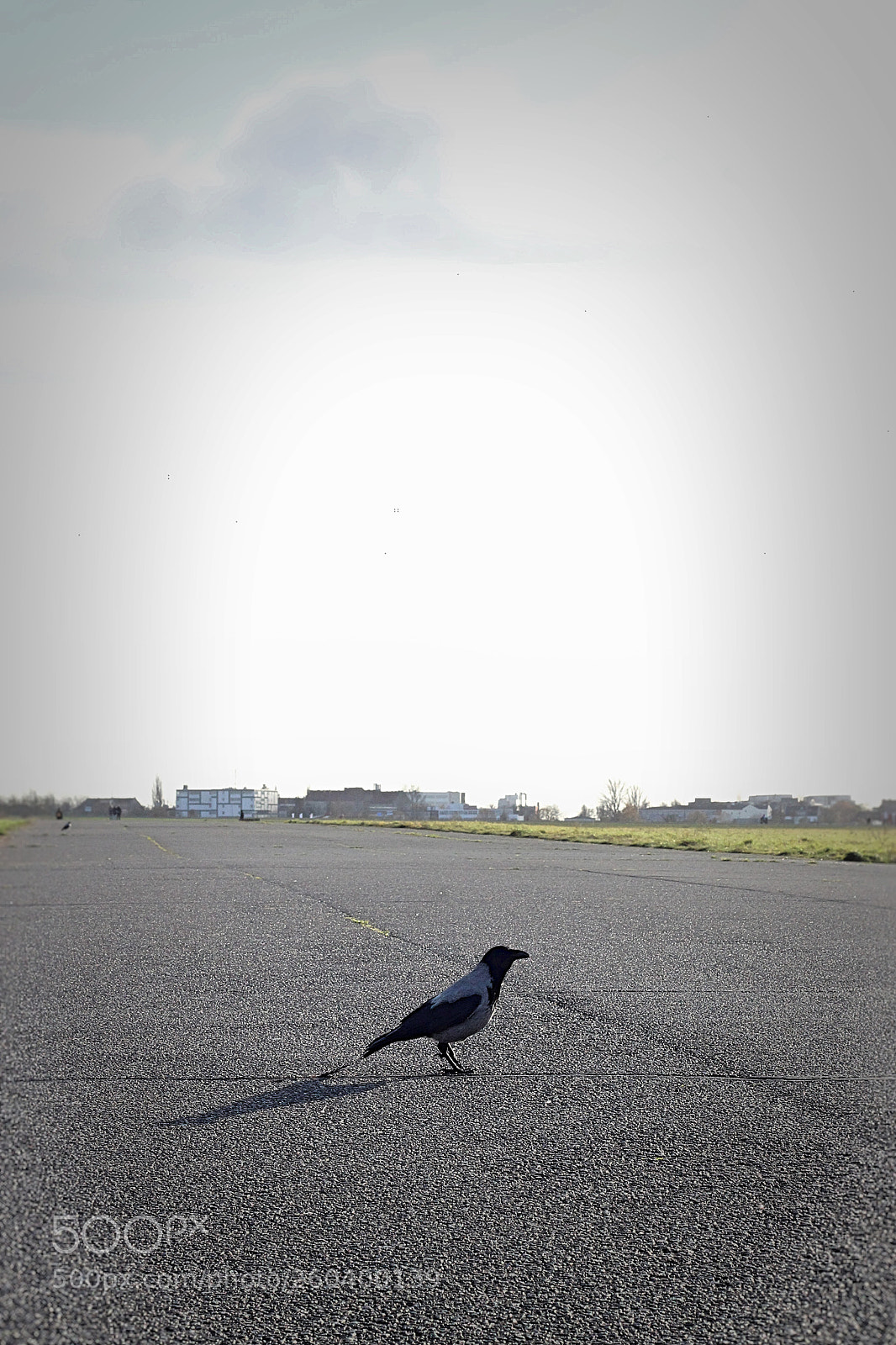Canon EOS 600D (Rebel EOS T3i / EOS Kiss X5) sample photo. Landed bird photography