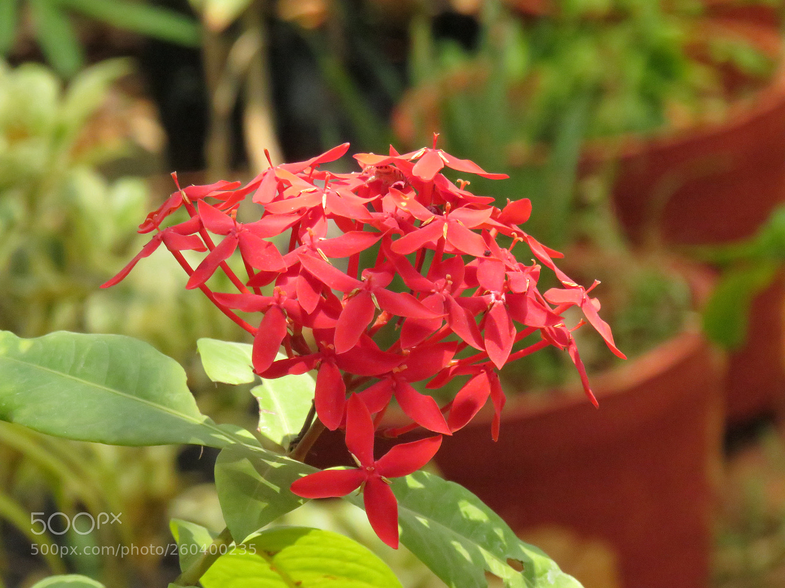 Canon PowerShot SX540 HS sample photo. Flower and natural colours photography