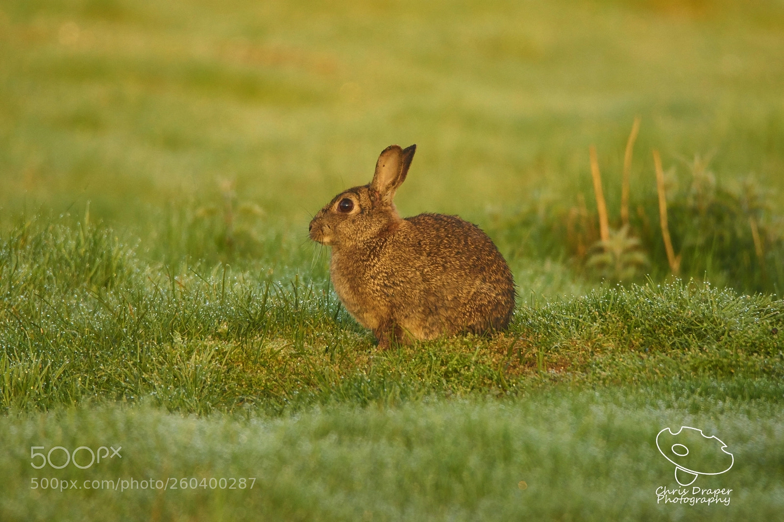 Sony ILCA-77M2 sample photo. Rabbit photography