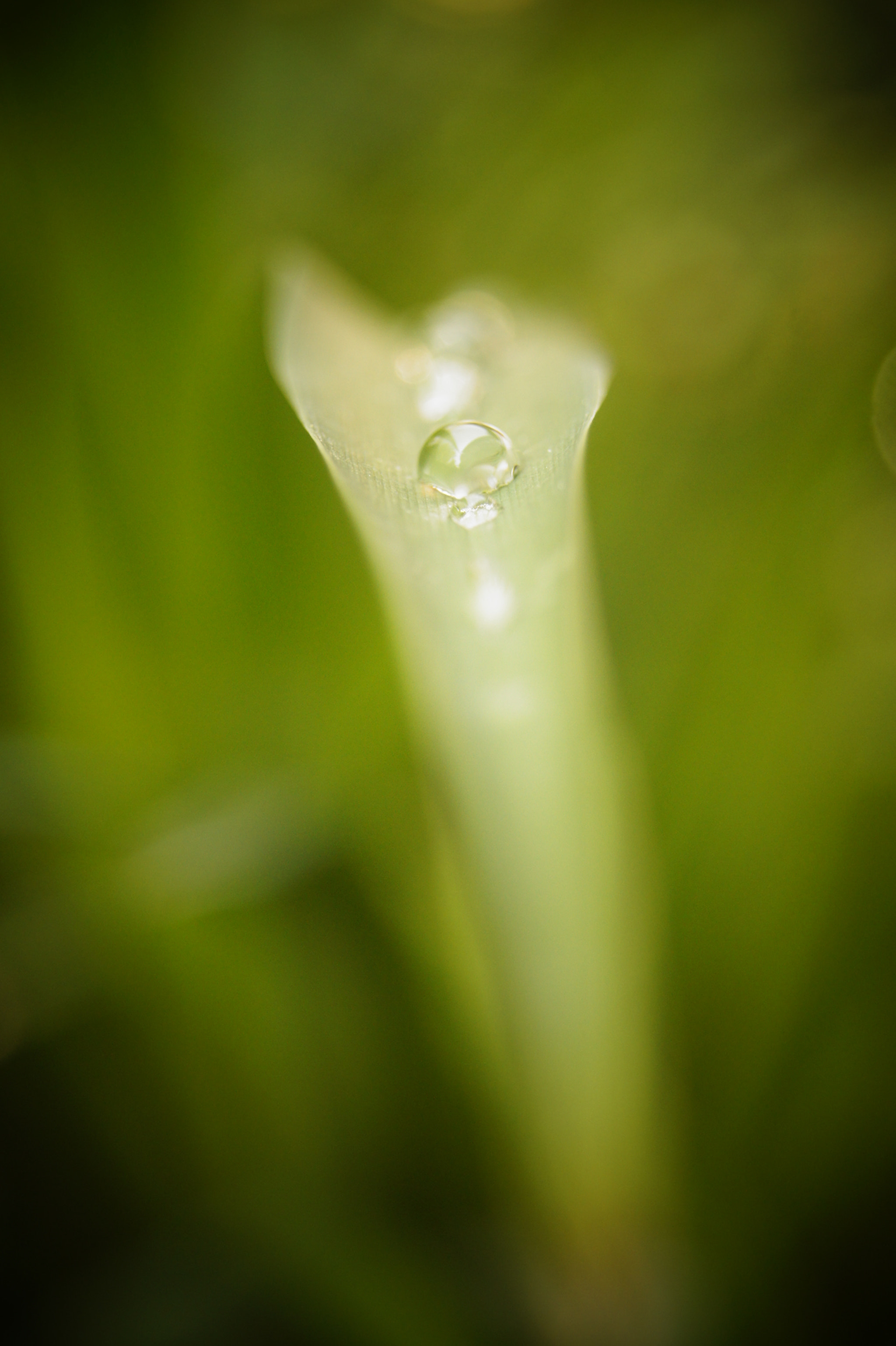Sony SLT-A33 sample photo. Waterdrops photography