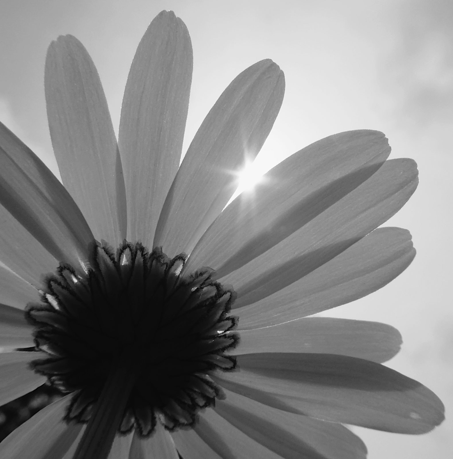 Panasonic Lumix DMC-ZS50 (Lumix DMC-TZ70) sample photo. Ox-eye daisy photography