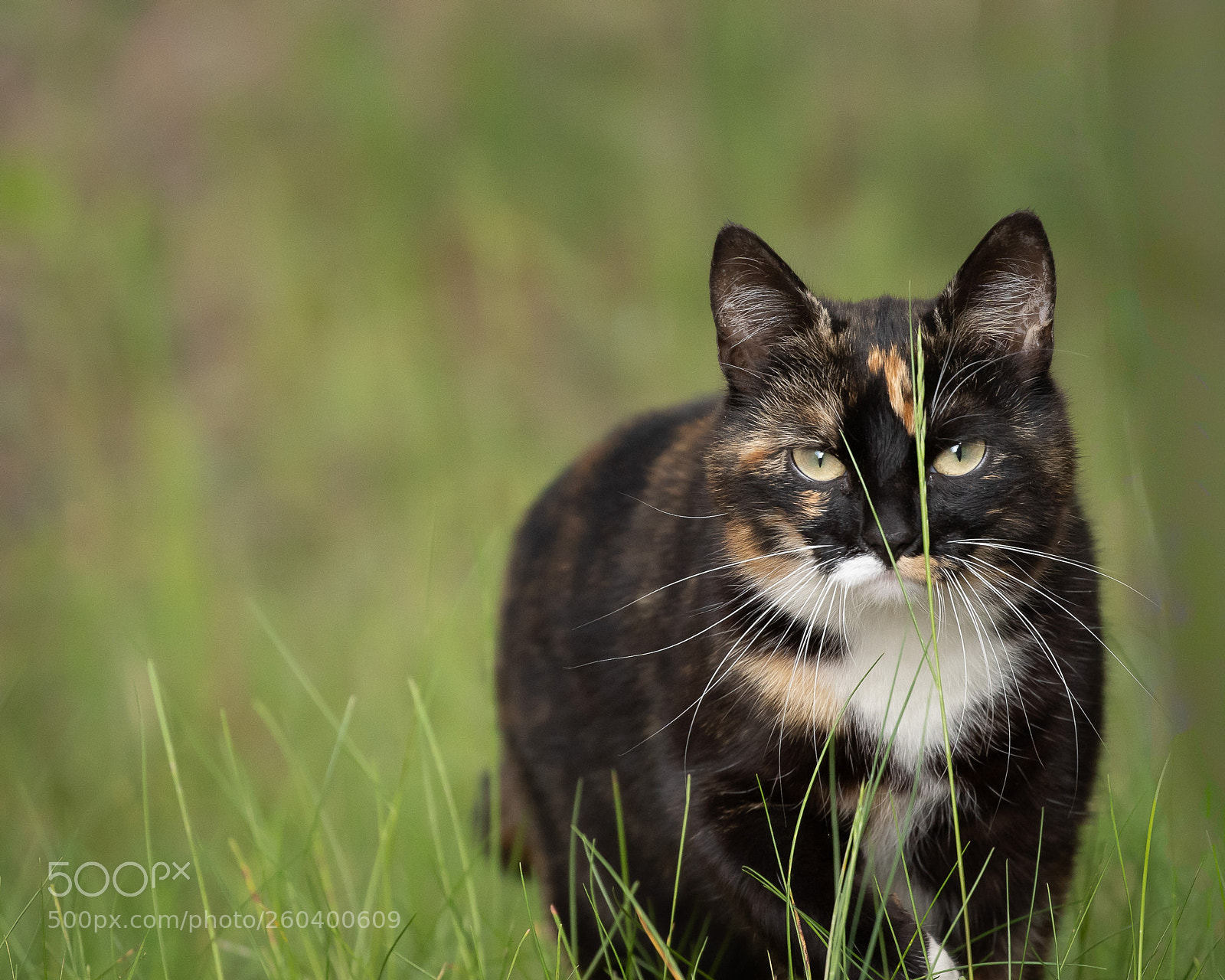 Sony a7 III sample photo. Cat in grass photography