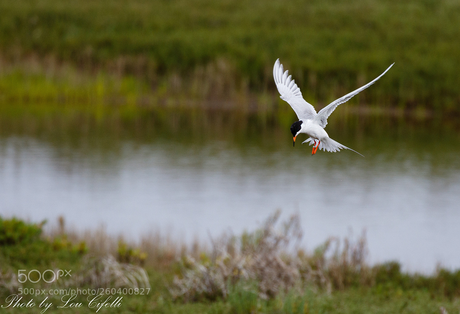 Canon EOS 7D Mark II sample photo. Tern4323 photography