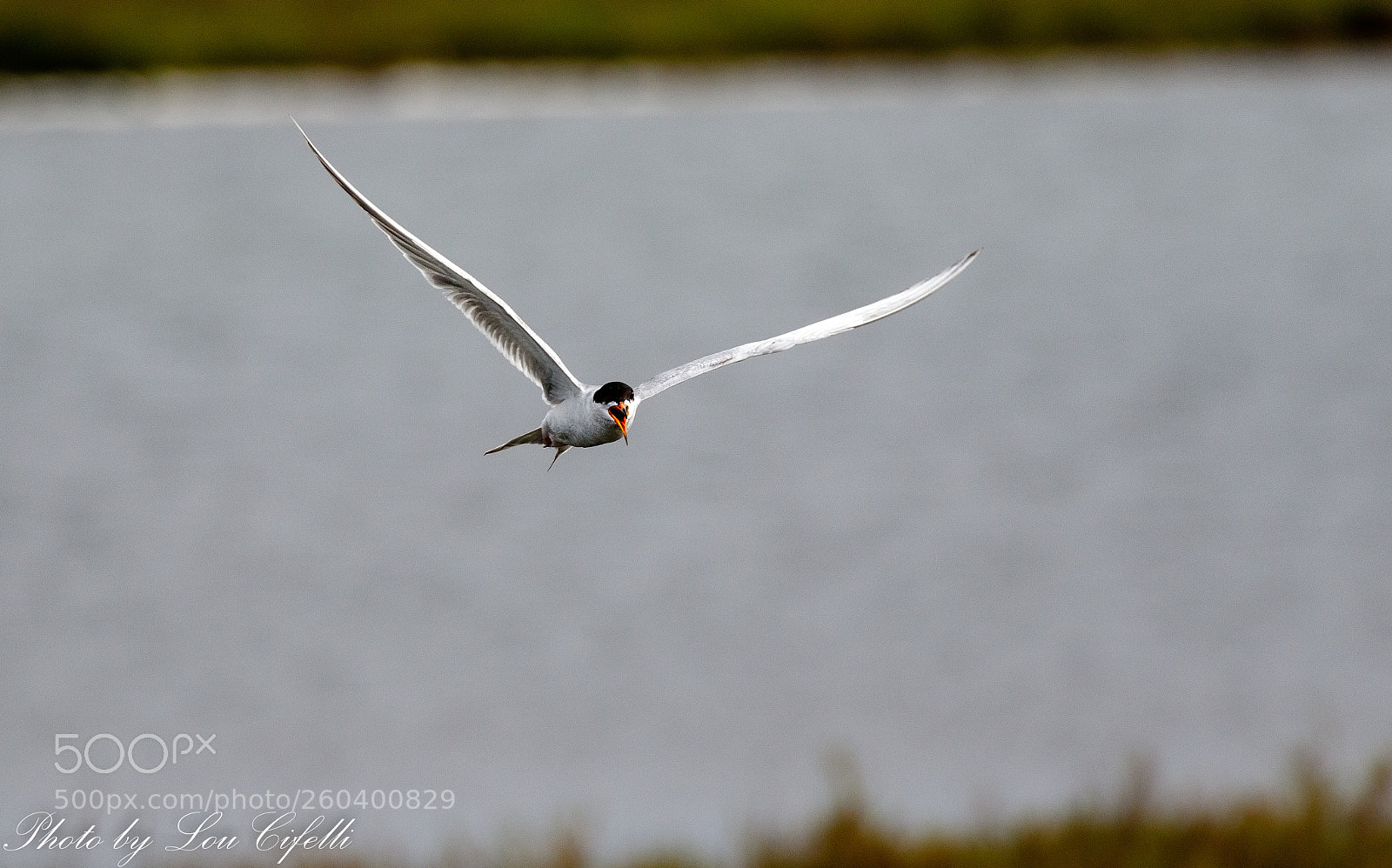 Canon EOS 7D Mark II sample photo. Tern4216 photography