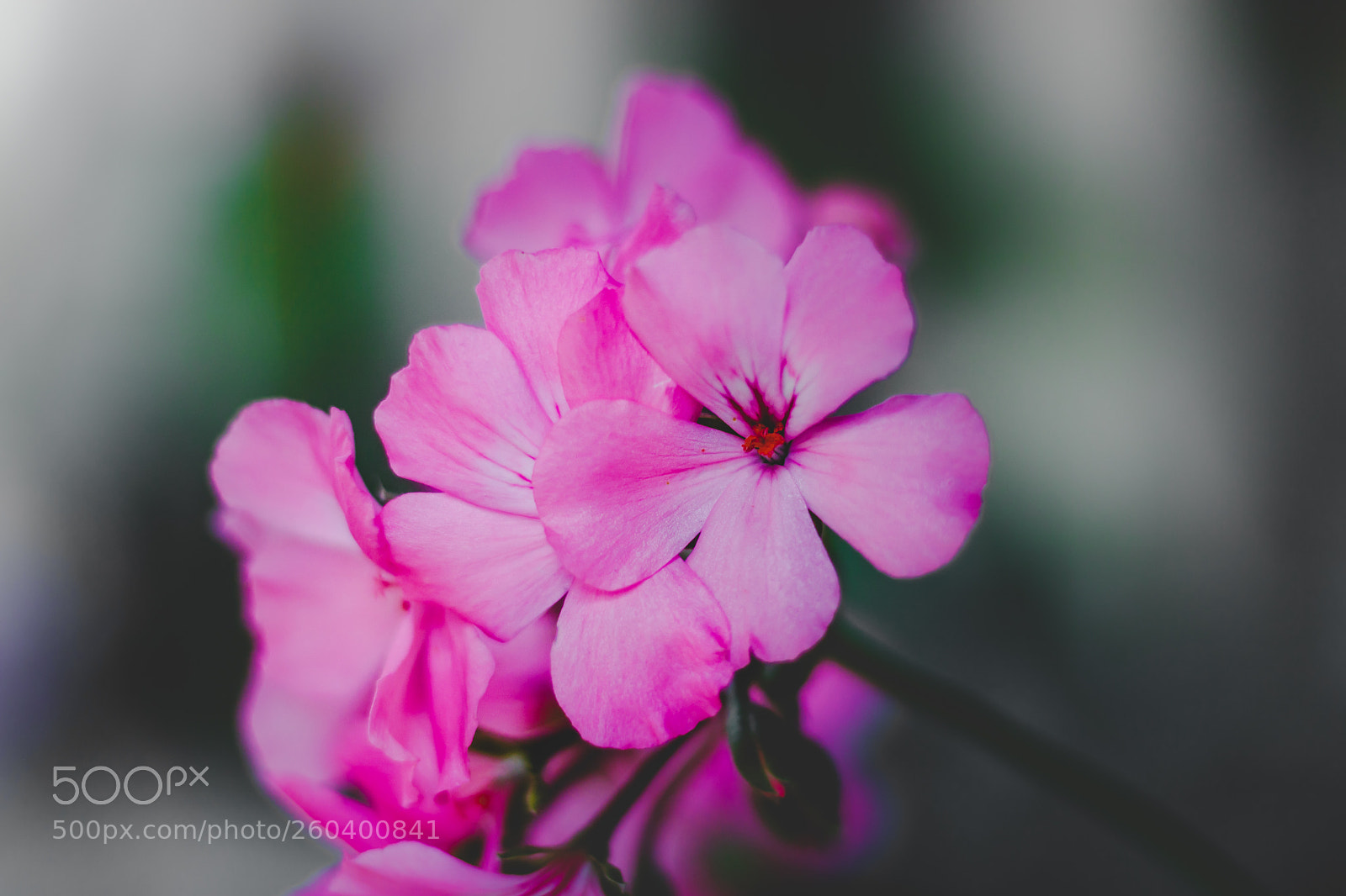 Canon EOS 750D (EOS Rebel T6i / EOS Kiss X8i) sample photo. Colorful photography
