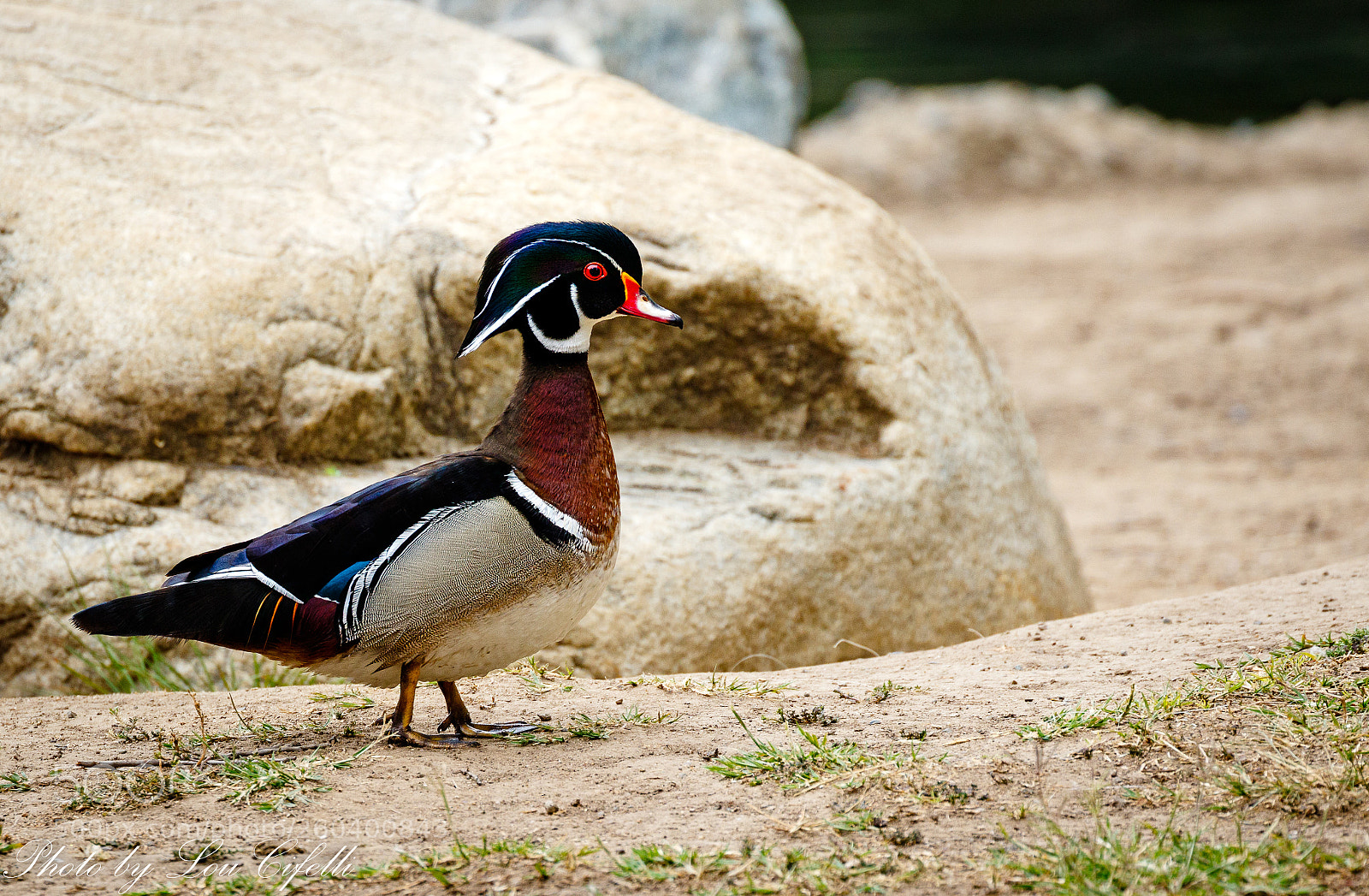 Canon EOS 7D Mark II sample photo. Woodduck4431 photography