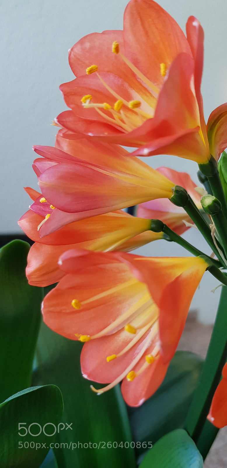 Samsung Galaxy S8 sample photo. Exotic photography