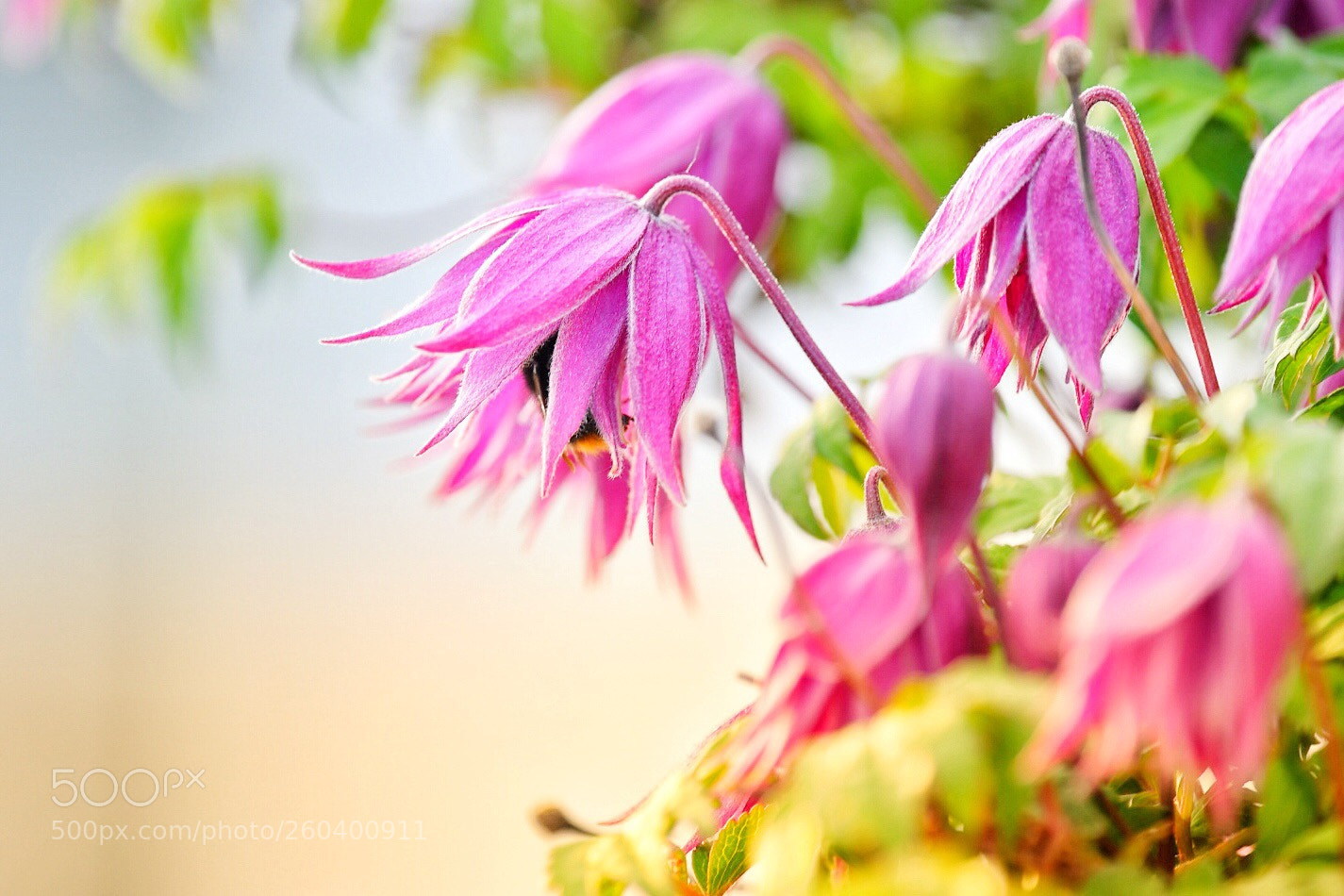 Nikon D500 sample photo. Embedded photography