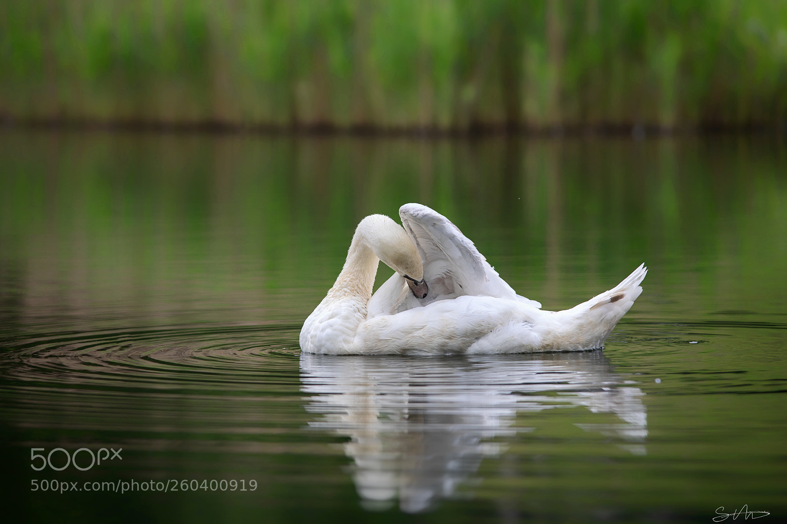 Canon EOS 5D Mark IV sample photo. Swan photography