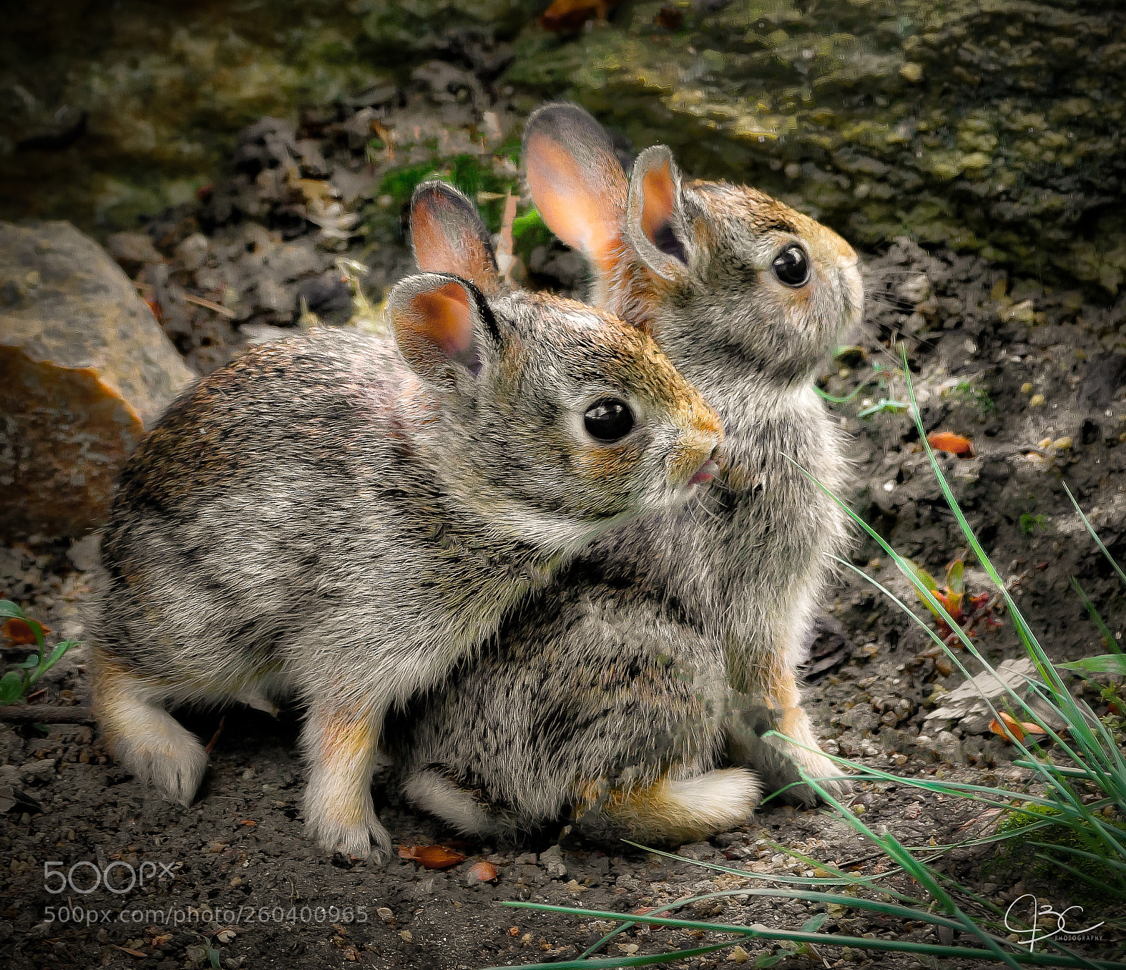 Sony a7R II sample photo. Siblings photography