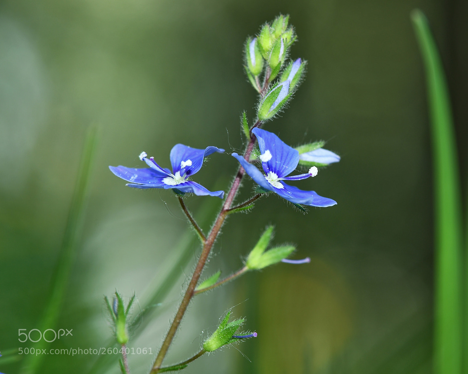 Nikon D7500 sample photo. Flower photography