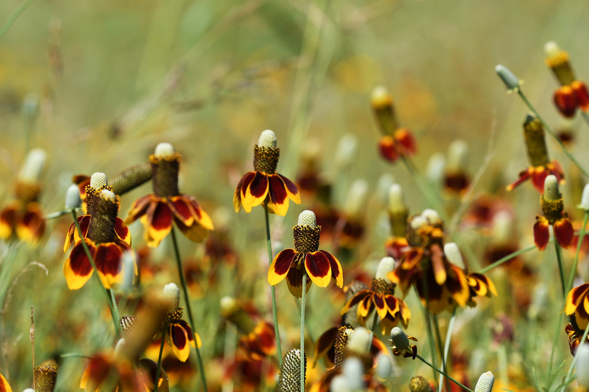 Nikon D500 sample photo. Colorful cacophony photography