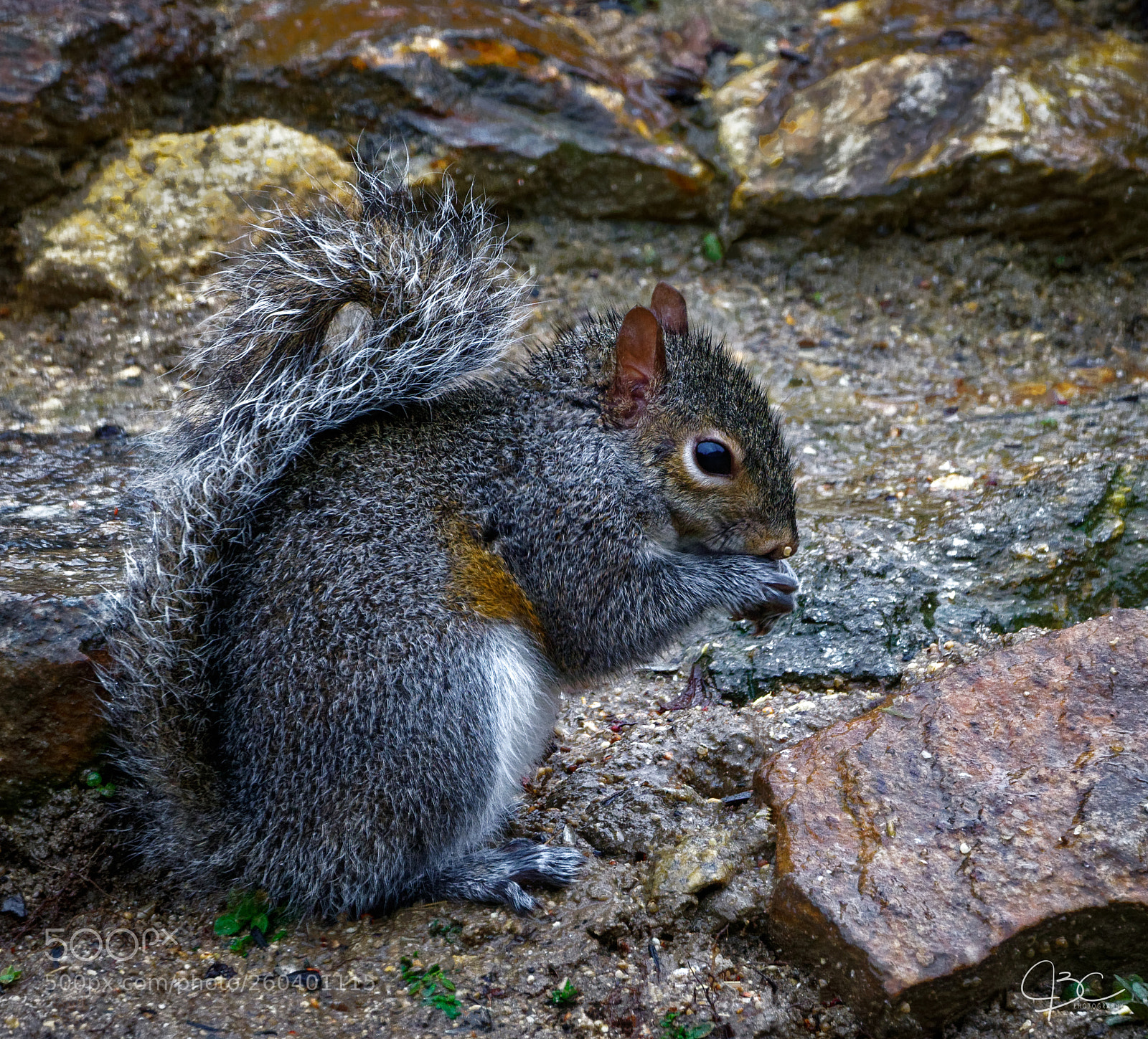 Sony a7R II sample photo. No seeds photography